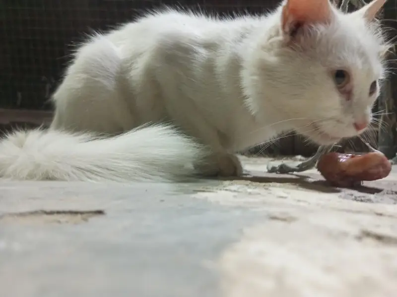 White Odd Eyes Cat for Sale — photo 5