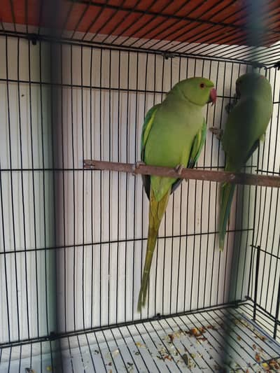 Alexandrine Parrot Pair for Sale in Sialkot