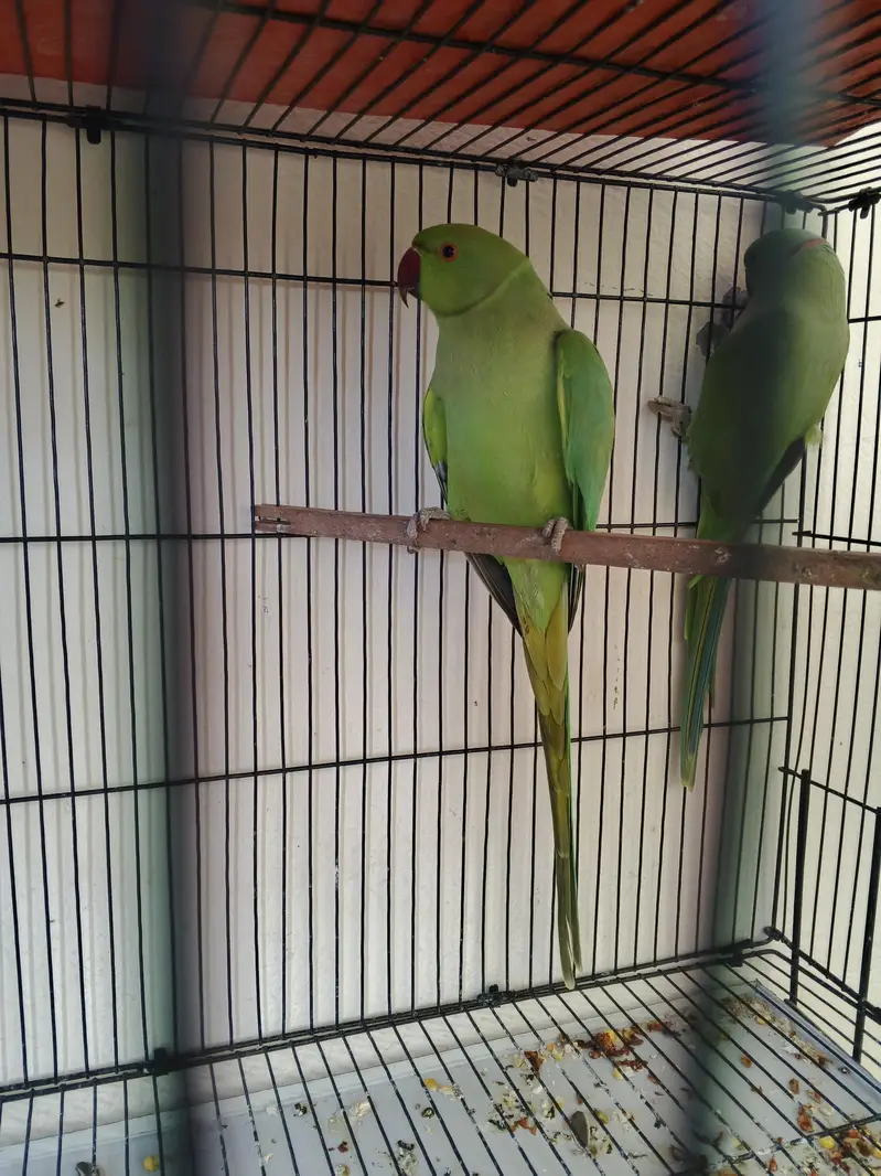 Alexandrine Parrot Pair for Sale in Sialkot — photo 2