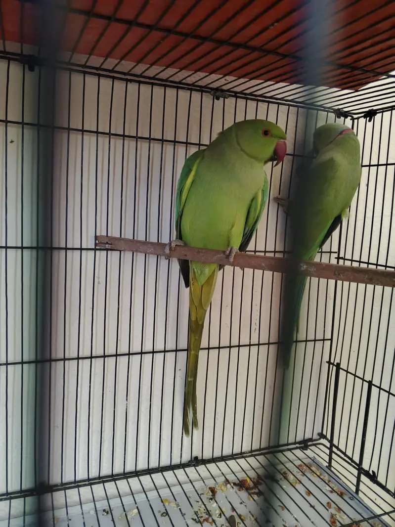 Alexandrine Parrot Pair for Sale in Sialkot — photo 3