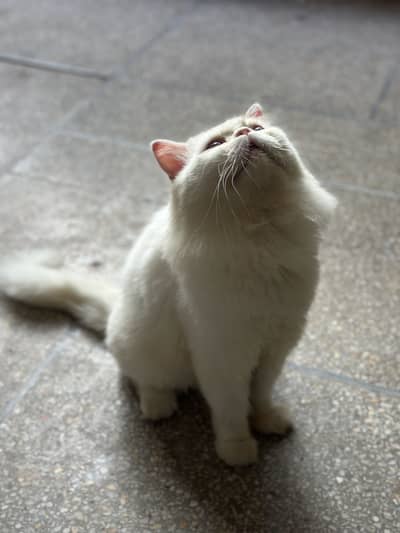 Male Cat