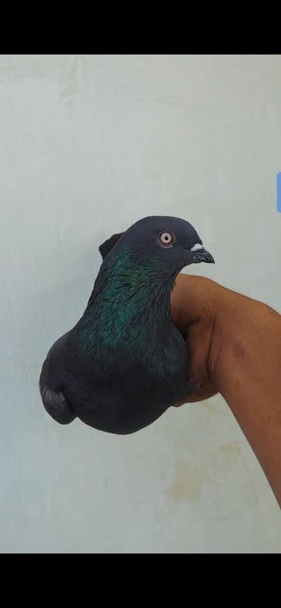 orignal shahjan pori femal for sale.