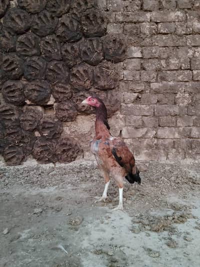 Aseel murgi for sale
