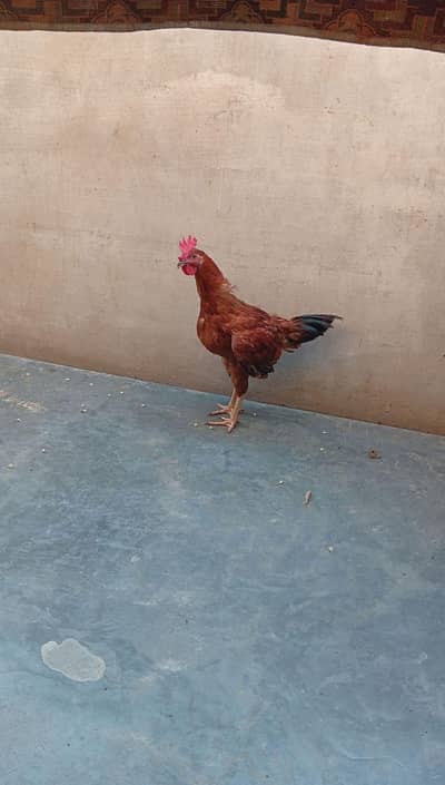 golden misri