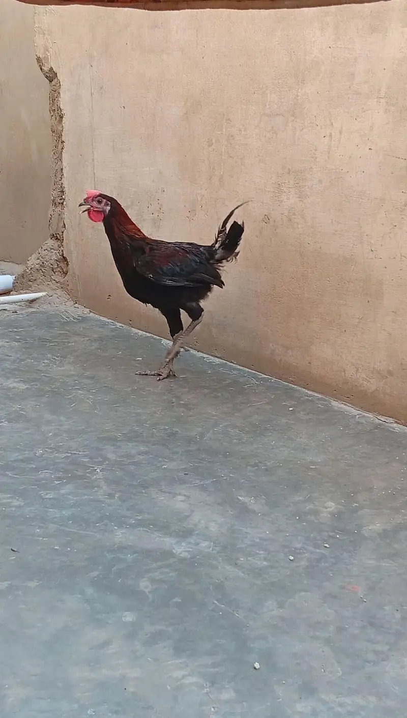 golden misri — photo 3