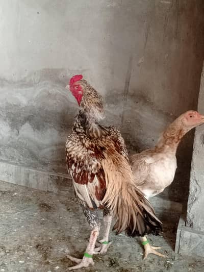 aseel pair china murgi 10 din se kurak hain