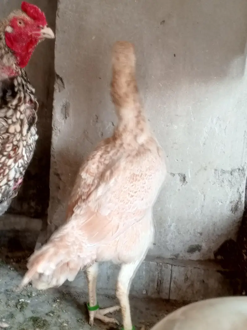 aseel pair china murgi 10 din se kurak hain — photo 2