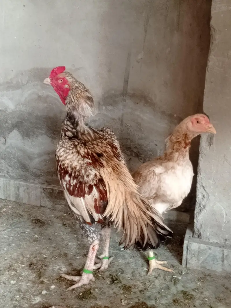 aseel pair china murgi 10 din se kurak hain — photo 3