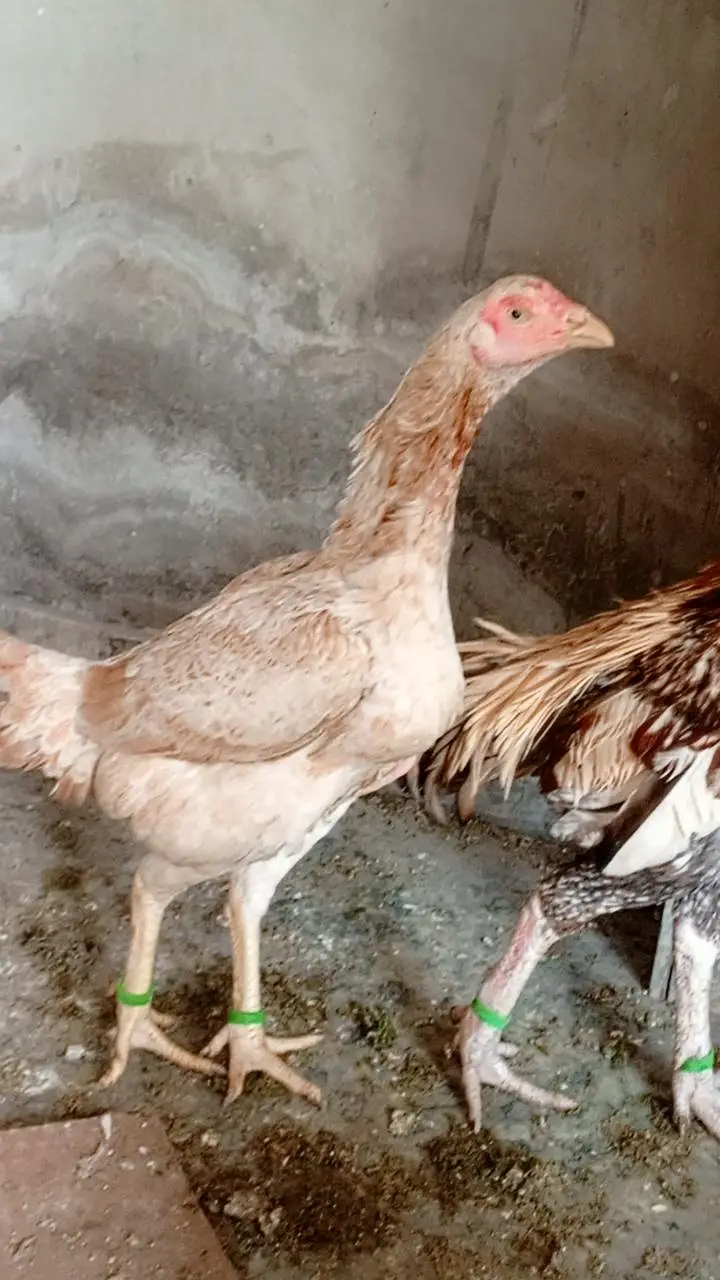 aseel pair china murgi 10 din se kurak hain — photo 4