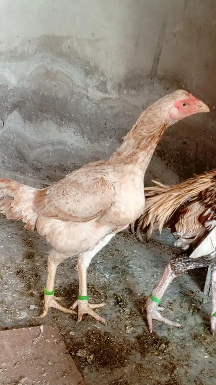 aseel pair china murgi 10 din se kurak hain — photo 5