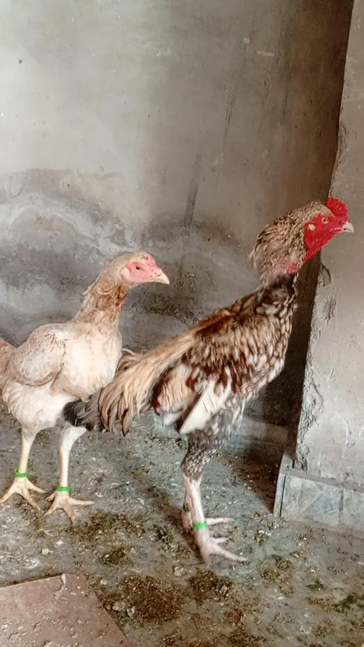 aseel pair china murgi 10 din se kurak hain — photo 6