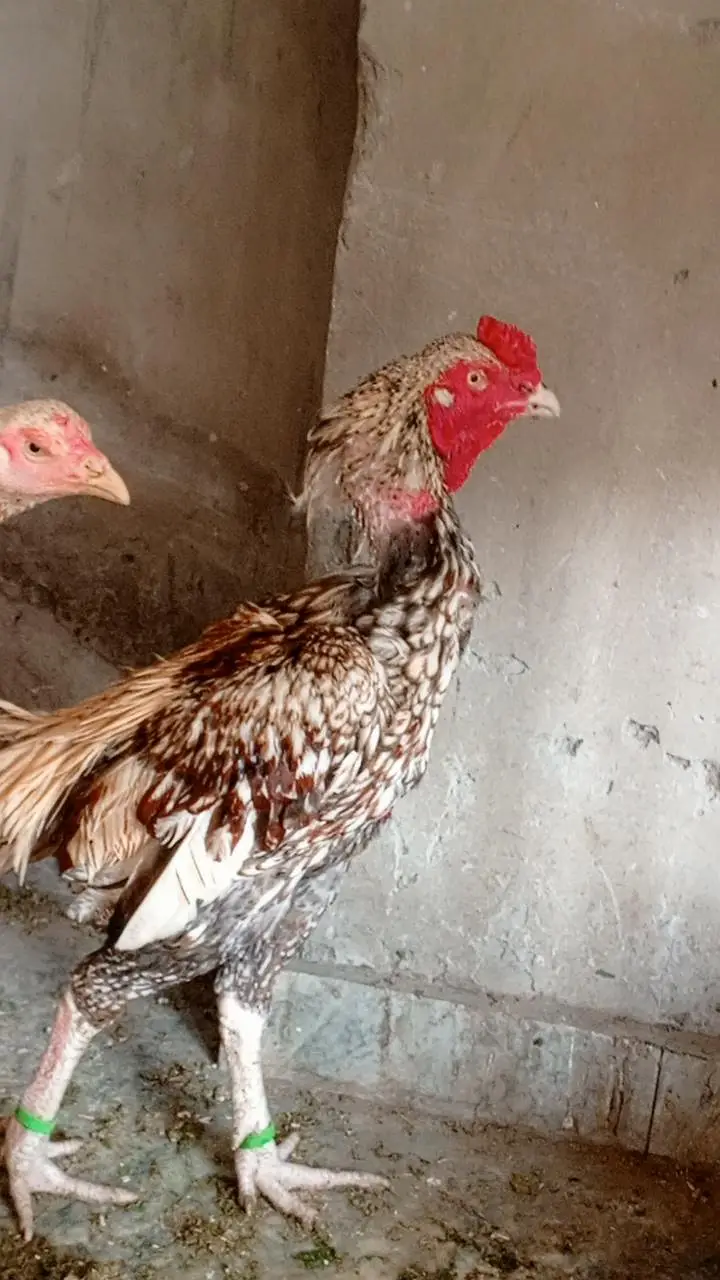 aseel pair china murgi 10 din se kurak hain — photo 7
