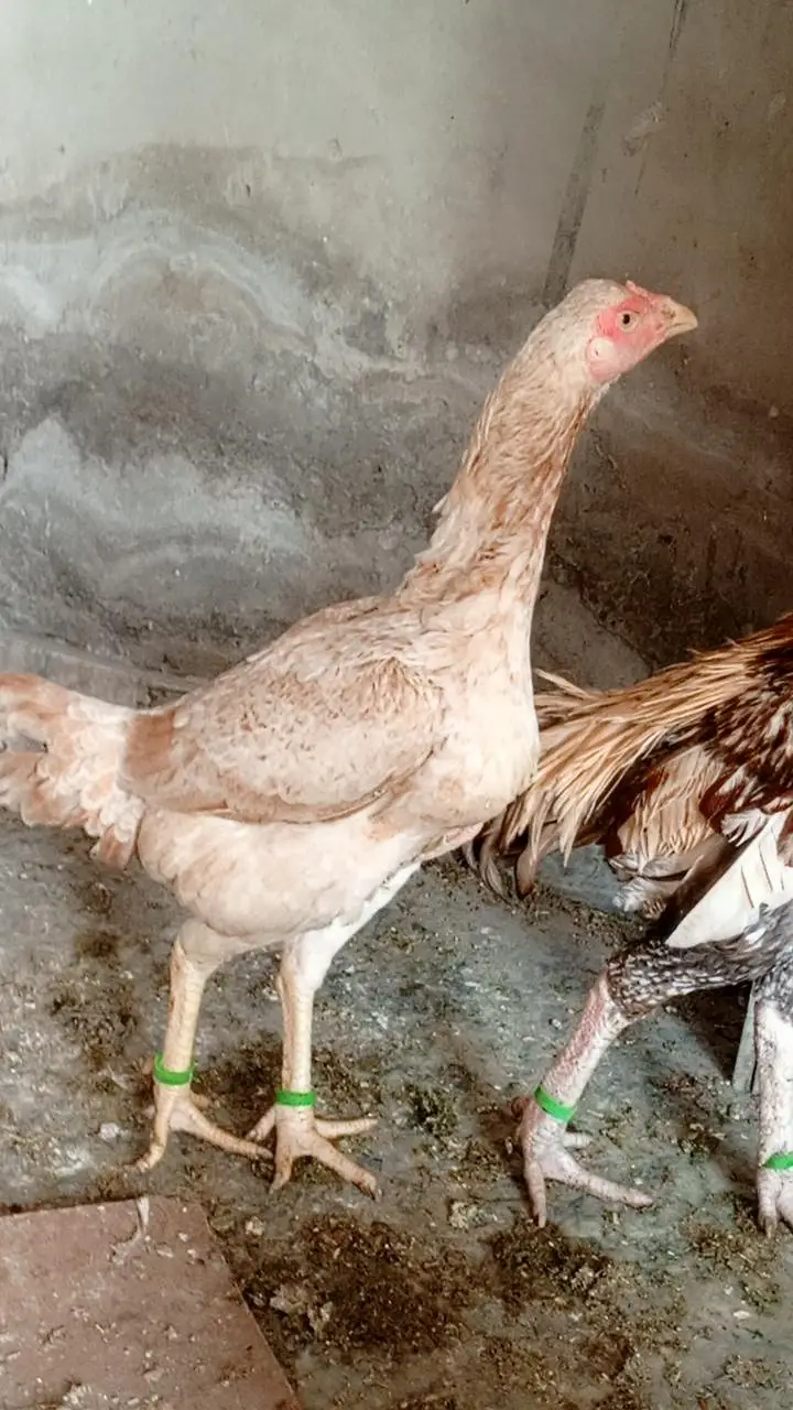 aseel pair china murgi 10 din se kurak hain — photo 8