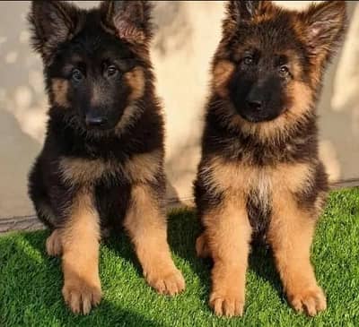 German Shepherd  Puppies 03456011805