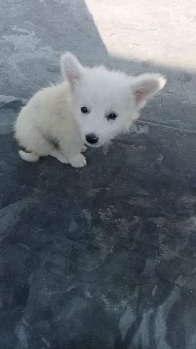 Russian Puppies Pair (Male and Female)