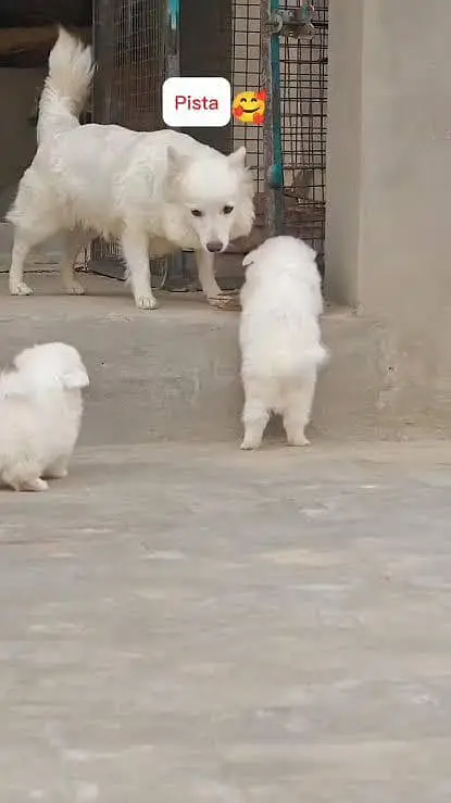 Russian Puppies Pair (Male and Female) — photo 2