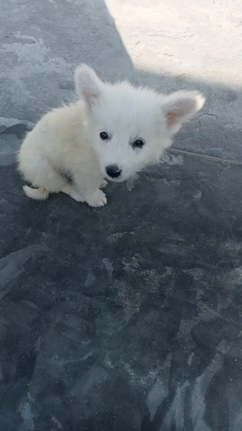 Russian Puppies Pair (Male and Female) — photo 3