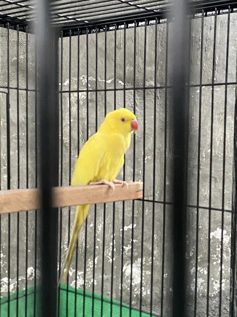 Yellow ringneck pair healthy and active — photo 2