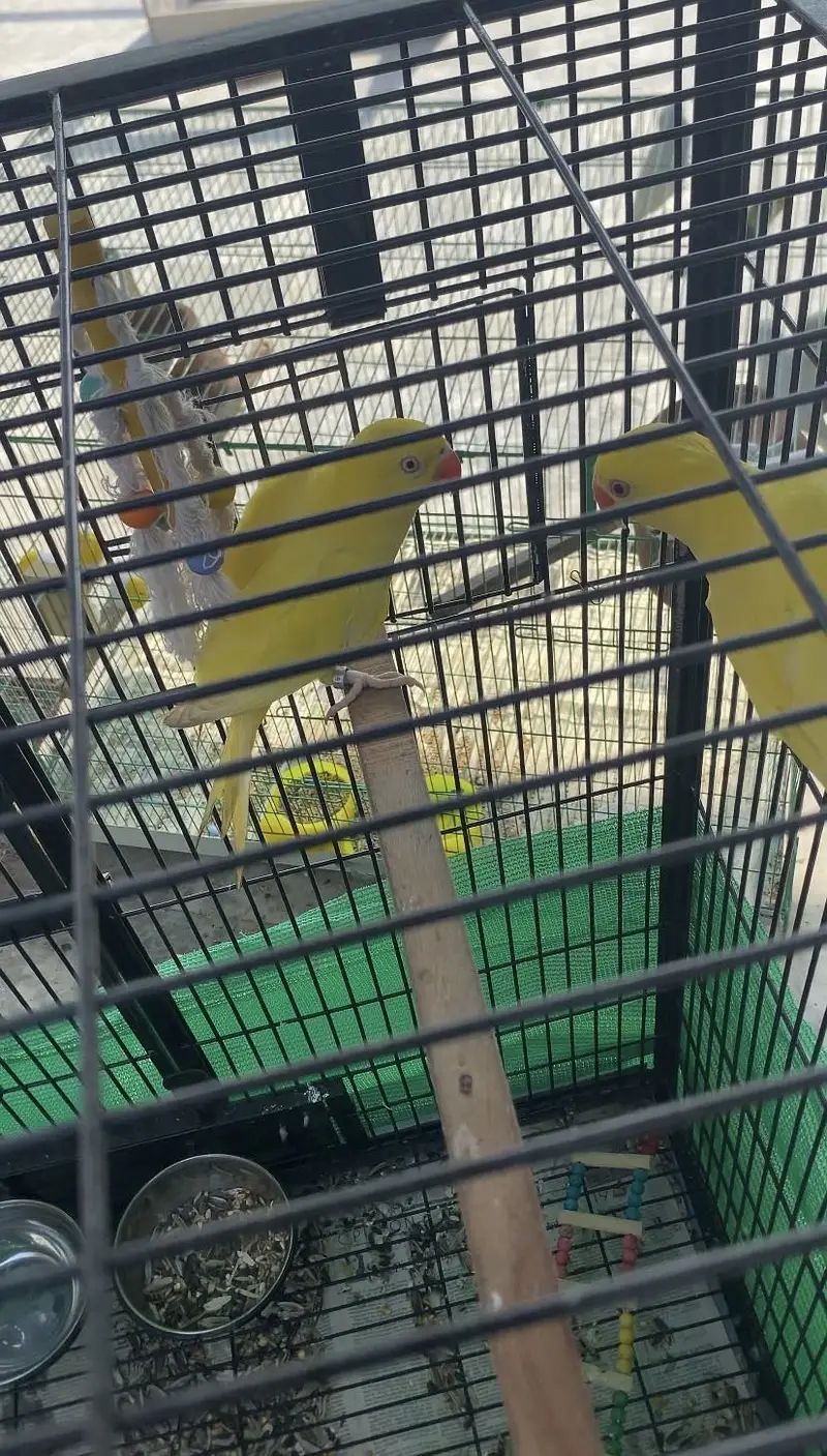 Yellow ringneck pair healthy and active — photo 3