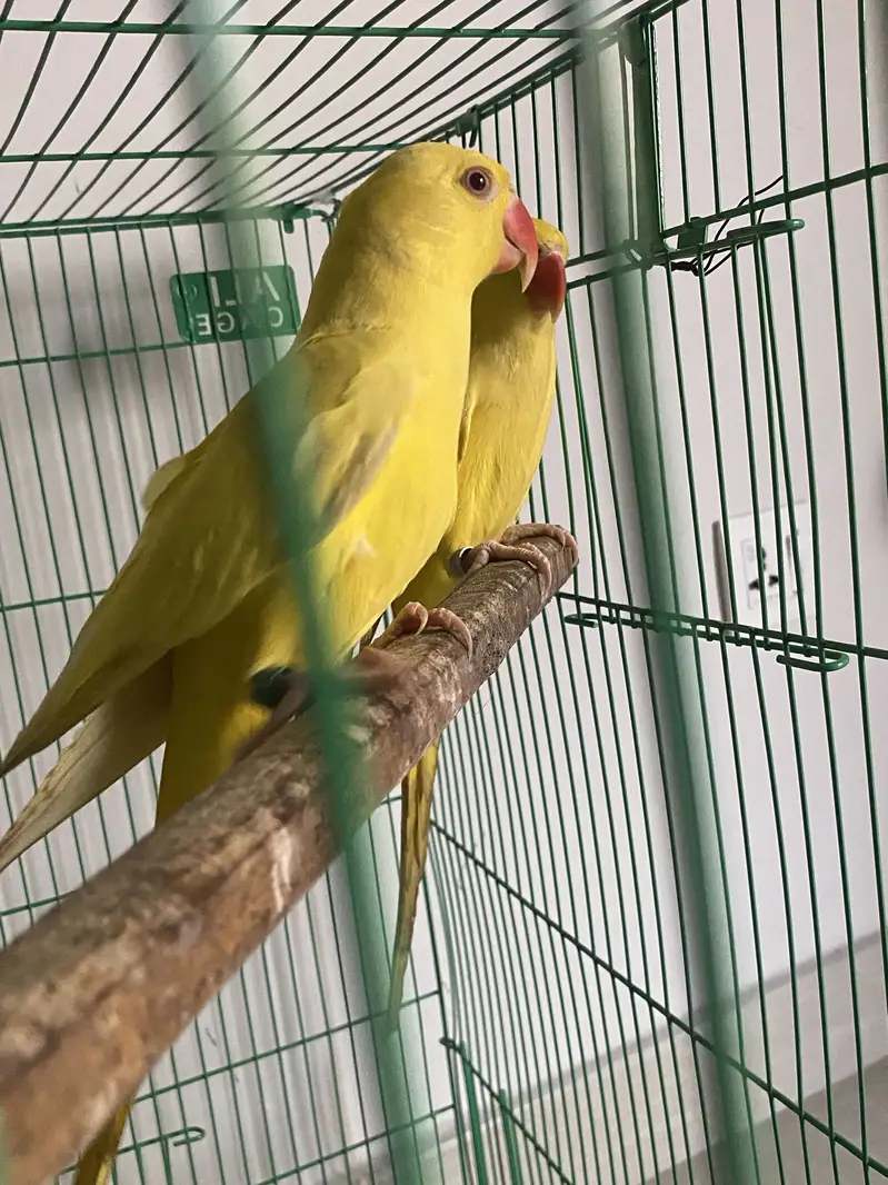 Yellow ringneck pair healthy and active — photo 4