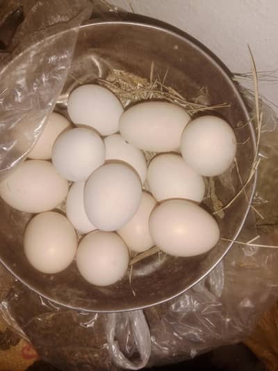 pure desi home breeed murgian murghy egg available for sale