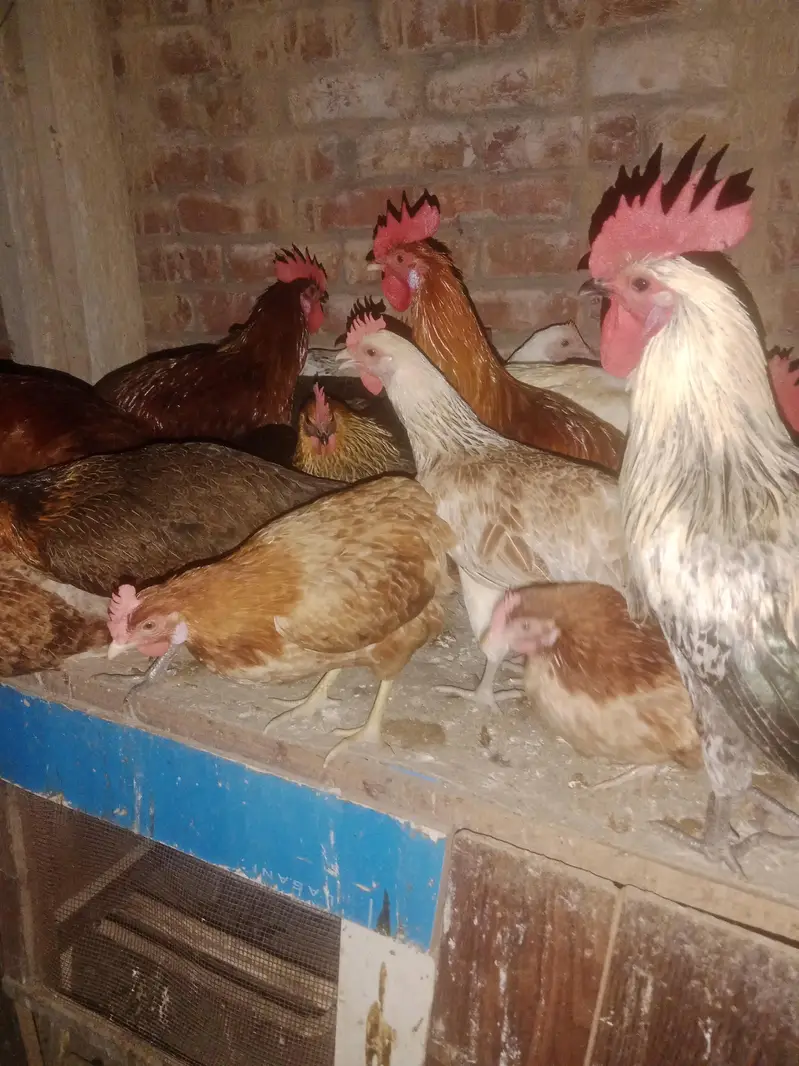 pure desi home breeed murgian murghy egg available for sale — photo 2