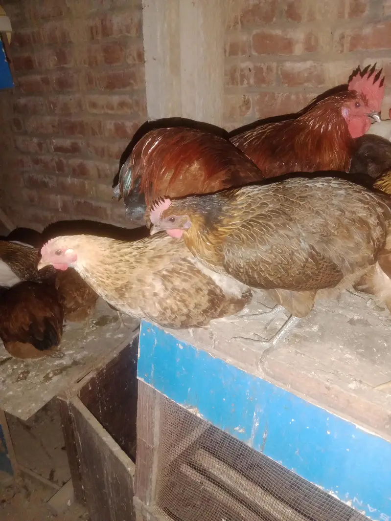pure desi home breeed murgian murghy egg available for sale — photo 3