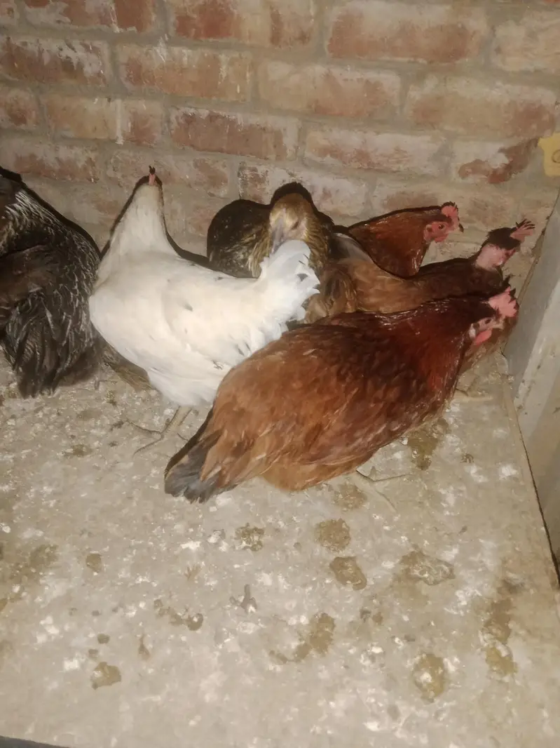 pure desi home breeed murgian murghy egg available for sale — photo 4