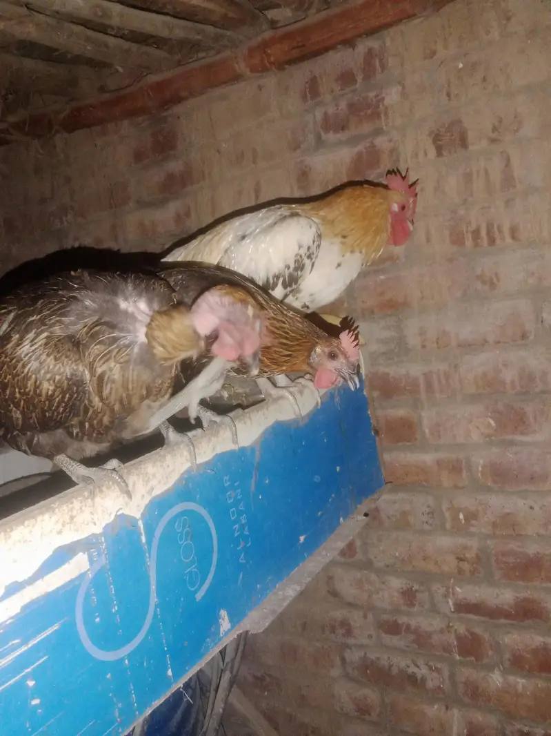 pure desi home breeed murgian murghy egg available for sale — photo 5