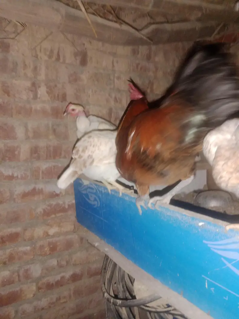 pure desi home breeed murgian murghy egg available for sale — photo 6