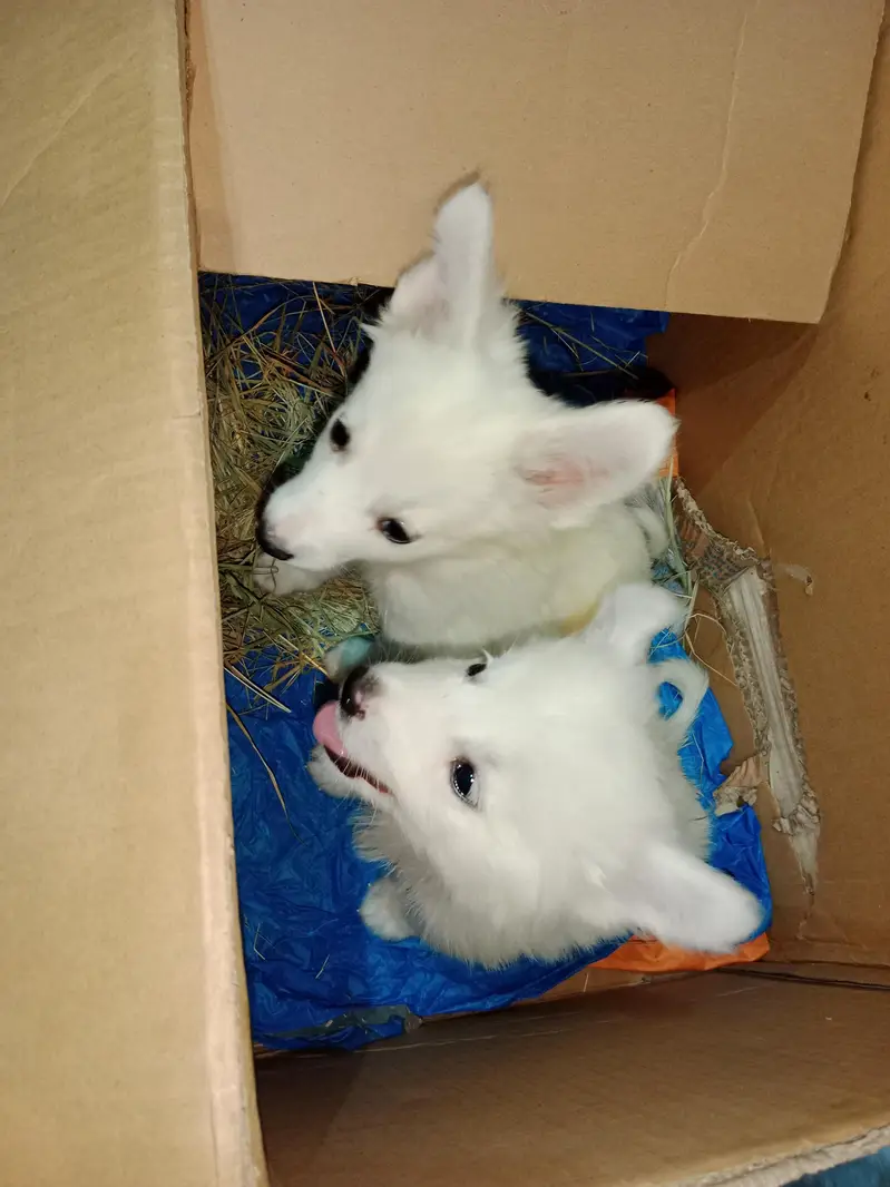 Russian Puppies Pair (Male and Female) — photo 5