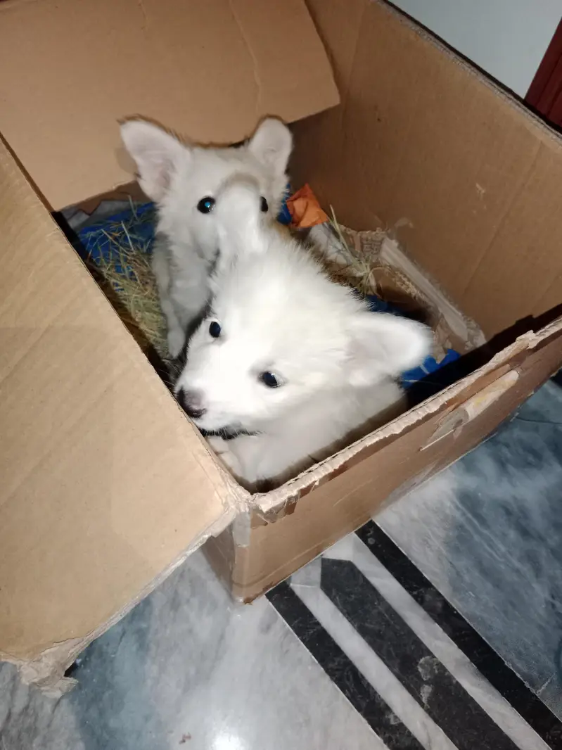 Russian Puppies Pair (Male and Female) — photo 6