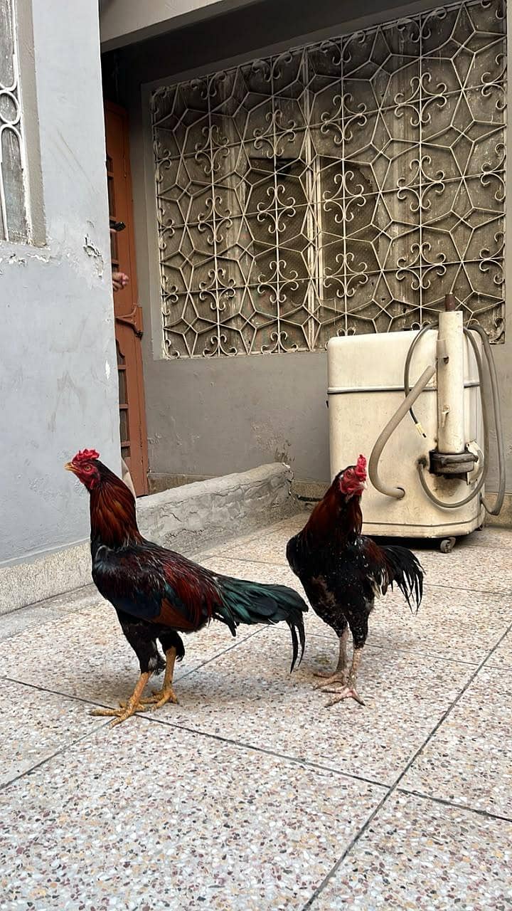 Aseel murga 5