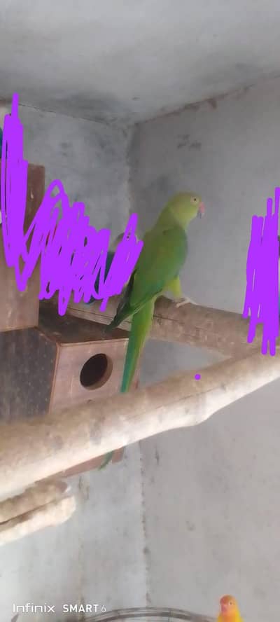 parrot sale
