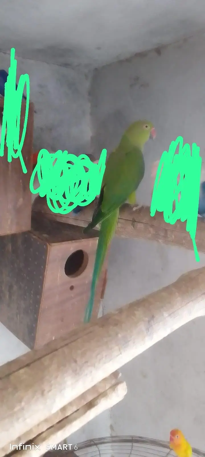 parrot sale — photo 2