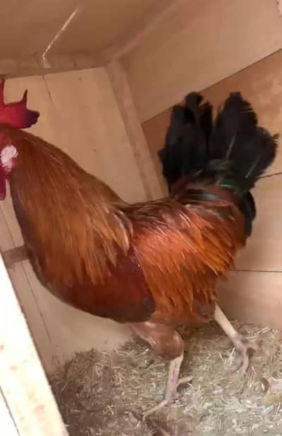 Desi murgra for sale 03404273256