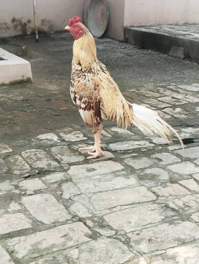 Aseel murga for sale h