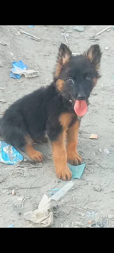 German Shepherd mail long coated for sale