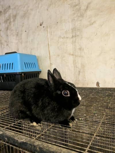 Rabbits (Netherland Draft & Teddy Bear) (Breeder Female) 0308-4618557