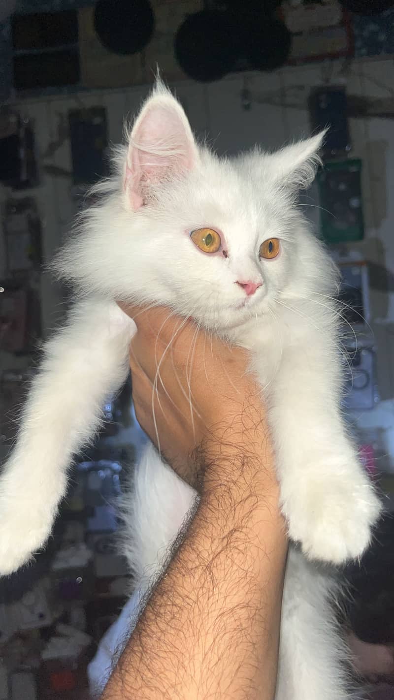Persian cat 0