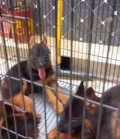 German Shepherd Long Coat Puppies Available* Puppy  *Details:* *