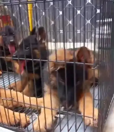 German Shepherd Long Coat Puppies Available* Puppy  *Details:* * — photo 2