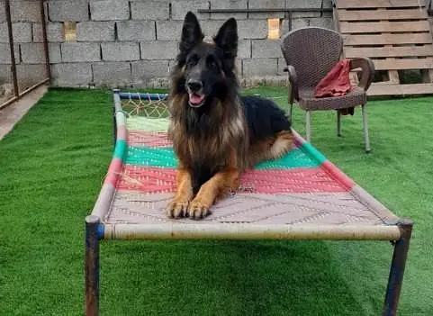 German Shepherd Long Coat Puppies Available* Puppy  *Details:* * — photo 4