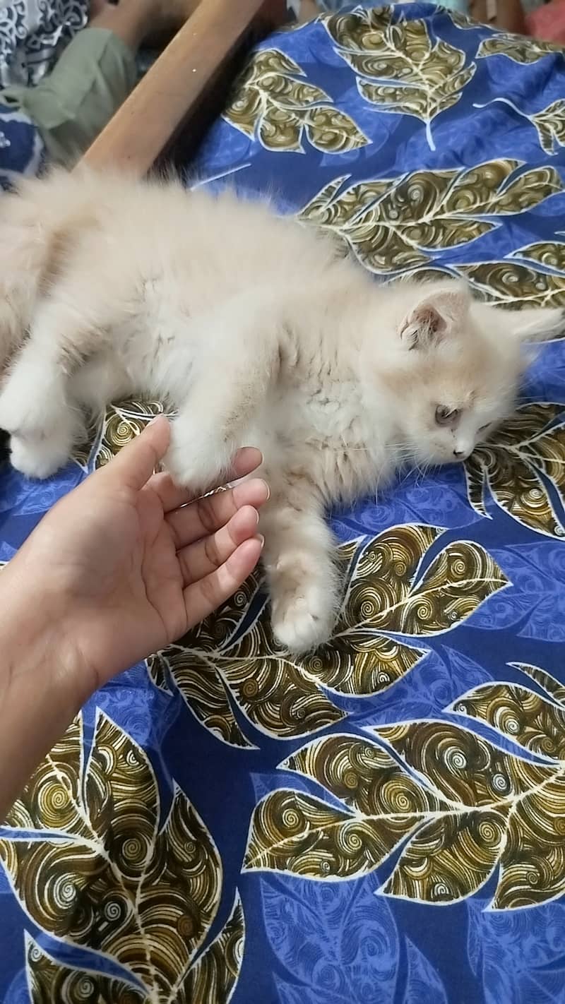 Age is 3 months 0