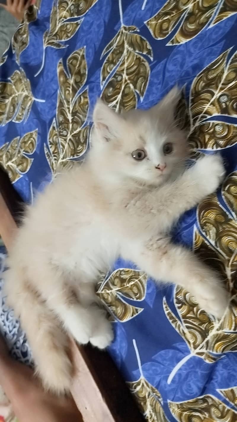 Age is 3 months 1