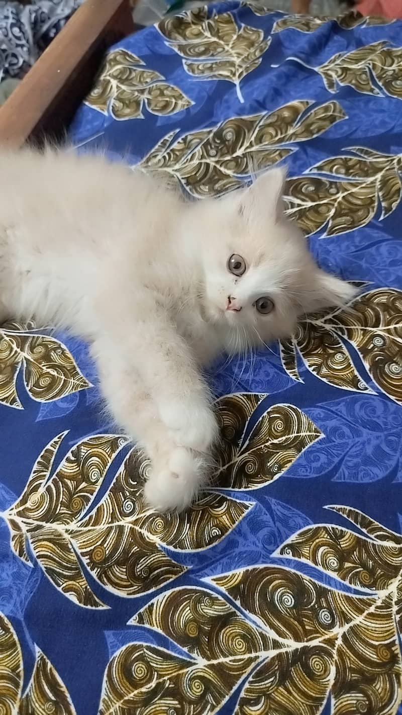 Age is 3 months 2