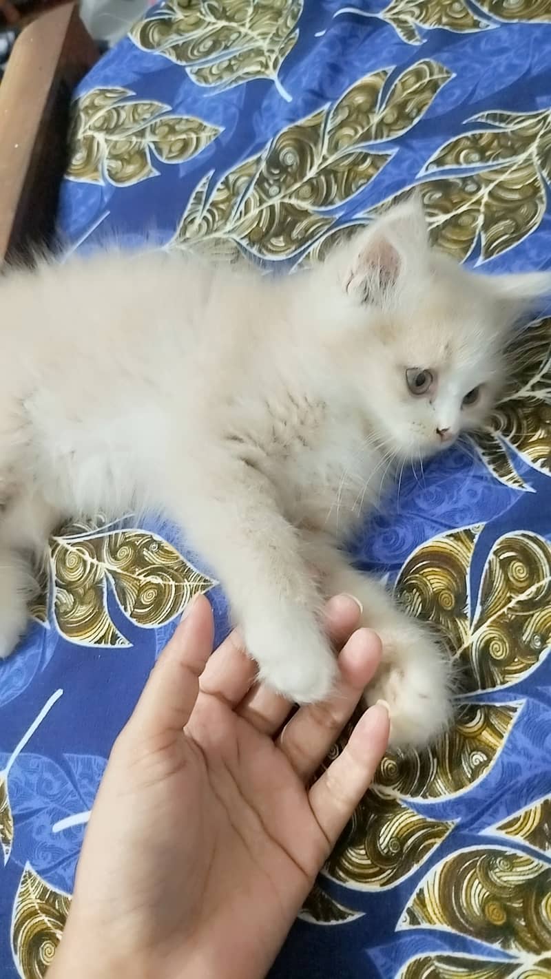 Age is 3 months 3