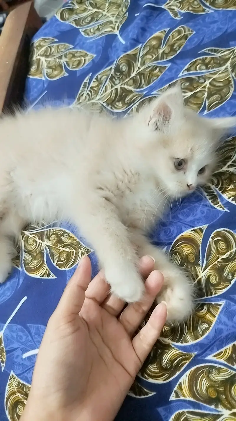 Age is 3 months — photo 4