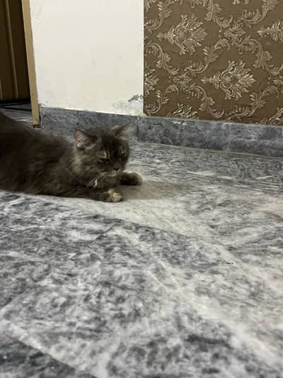 Good health, good cat anyone interested?