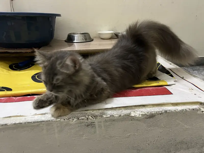 Good health, good cat anyone interested? — photo 2